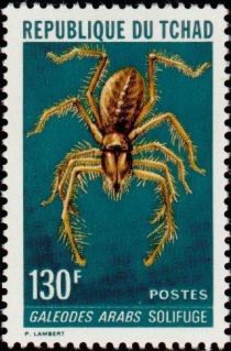 Camel Spider (Galeodes arabs)