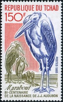 Marabou Stork (Leptoptilos crumenifer)