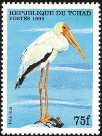 Yellow-billed Stork (Ibis ibis)