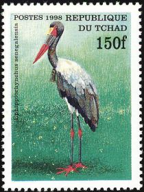 Saddle-billed Stork (Ephippiorhynchus senegalensis)