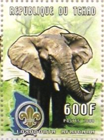 African Elephant (Loxodonta africana)