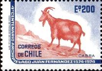 Juan Fernandez Goat (Capra aegagrus hircus)