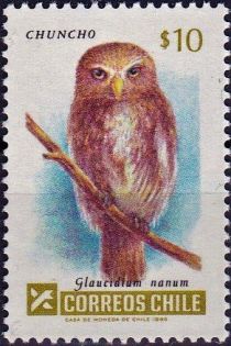 Austral Pygmy-Owl (Glaucidium nanum)