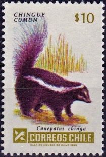 Molina's Hog-nosed Skunk (Conepatus chinga)