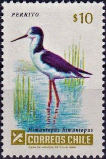 Black-winged Stilt (Himantopus himantopus)