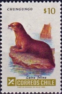 Marine Otter (Lutra felina)