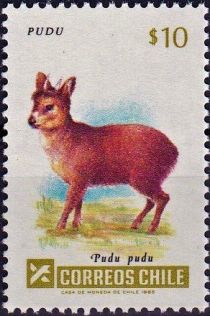 Southern Pudu (Pudu pudu)