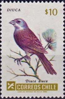 Diuca Finch (Diuca diuca)