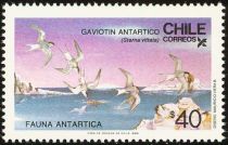 Antarctic Tern (Sterna vittata)