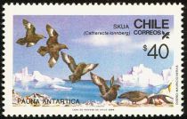 Brown Skua (Catharacta lonnberg)