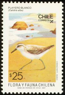 Sanderling (Calidris alba)