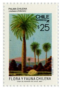 Chilean Palm (Jubaea chilensis)