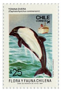 Commerson's Dolphin (Cephalorhynchus commersonii)