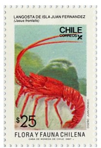 Juan Fernandez Rock Lobster (Jasus frontalis)