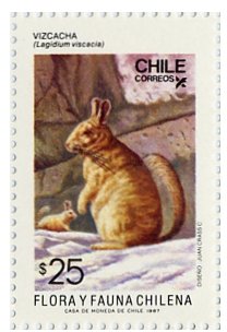 Common Mountain Viscacha (Lagidium viscacia)