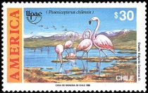 Chilean Flamingo (Phoenicopterus chilensis)