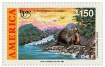 South American Fur Seal (Arctocephalus australis)