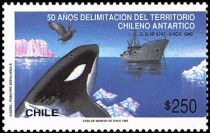 Killer Whale, Brown Skua (Stercorarius antarcticus), Ship