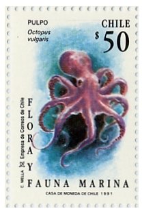 Common Octopus (Octopus vulgaris)