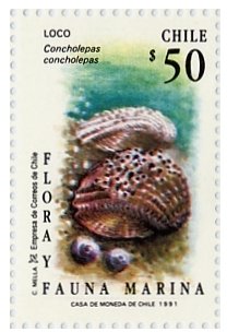 Chilean Abalone (Concholepas concholepas)