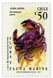 Chilean Stone Crab (Homalaspis plana)