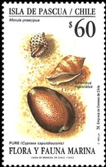 Dragon's-head Cowrie (Cypraea caputdraconis)