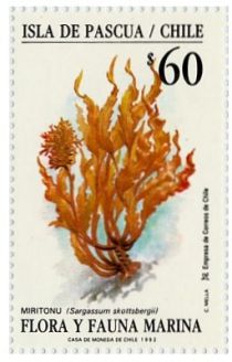 Sargassum scottsbergii