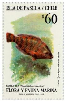 Kotea Tea Fish (Pseudolabrus fuentesi)