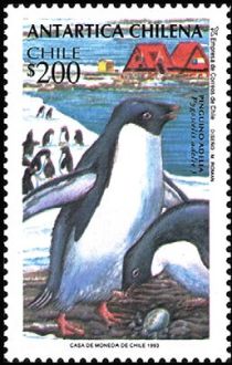 Adelie Penguin (Pygoscelis adeliae)