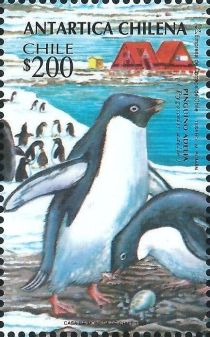 Adelie Penguin (Pygoscelis adeliae)