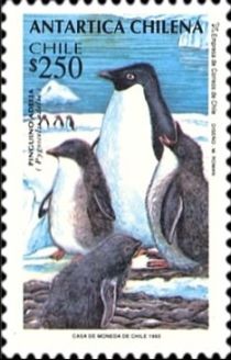 Adelie Penguin (Pygoscelis adeliae)