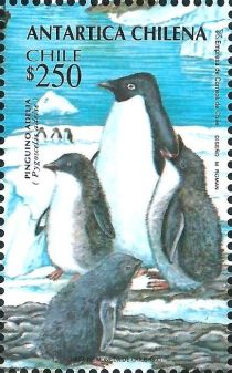 Adelie Penguin (Pygoscelis adeliae)