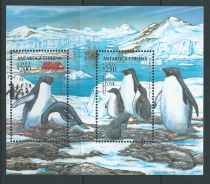 Adelie Penguin (Pygoscelis adeliae)