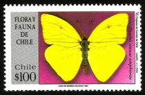 Cloudless Sulphur (Phoebis sennae amphitrite)