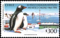 Gentoo Penguin (Pygoscelis papua)