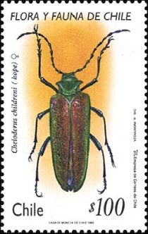 Wood Borer (Cheloderus childreni)