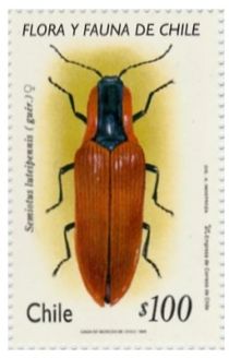 Semiotus luteipennis