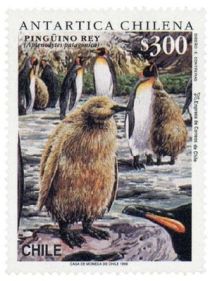 King Penguin (Aptenodytes patagonica) - chick