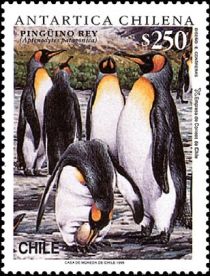 King Penguin (Aptenodytes patagonicus)