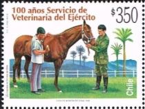 Veterinary checking Horse