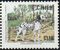 Dalmatian (Canis lupus familiaris)