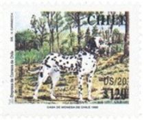 Dalmatian (Canis lupus familiaris) DS/20