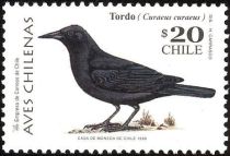 Austral Blackbird (Curaeus curaeus)