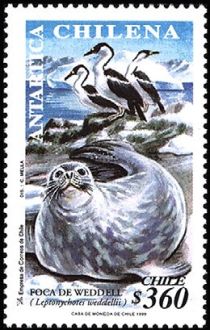 Weddell Seal (Leptonychotes weddelli)