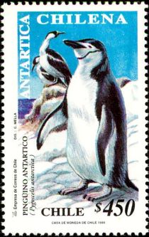 Chinstrap Penguin (Pygoscelis antarctica)