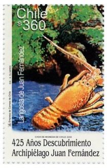 Juan Fernandez Rock Lobster (Jasus frontalis)