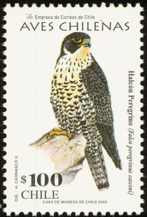 Peregrine Falcon (Falco peregrinus cassini)