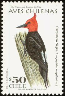 Magellanic Woodpecker (Campephilus magellanicus)