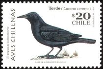 Austral Blackbird (Curaeus curaeus)