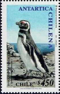 Magellanic Penguin (Spheniscus magellanicus)